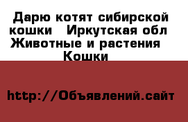 Дарю котят сибирской кошки - Иркутская обл. Животные и растения » Кошки   